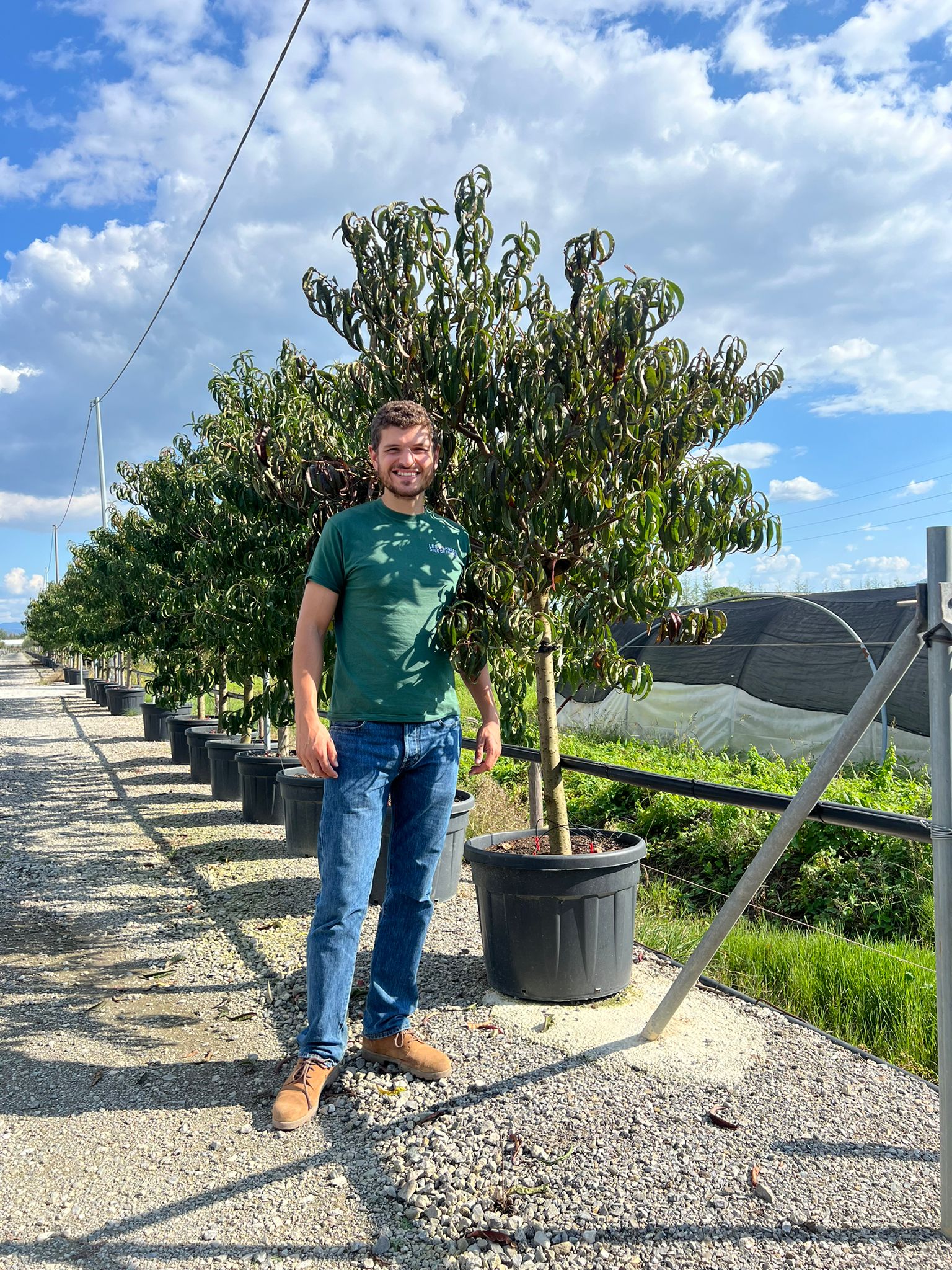 Pêcher (Prunus persica) - Image 9