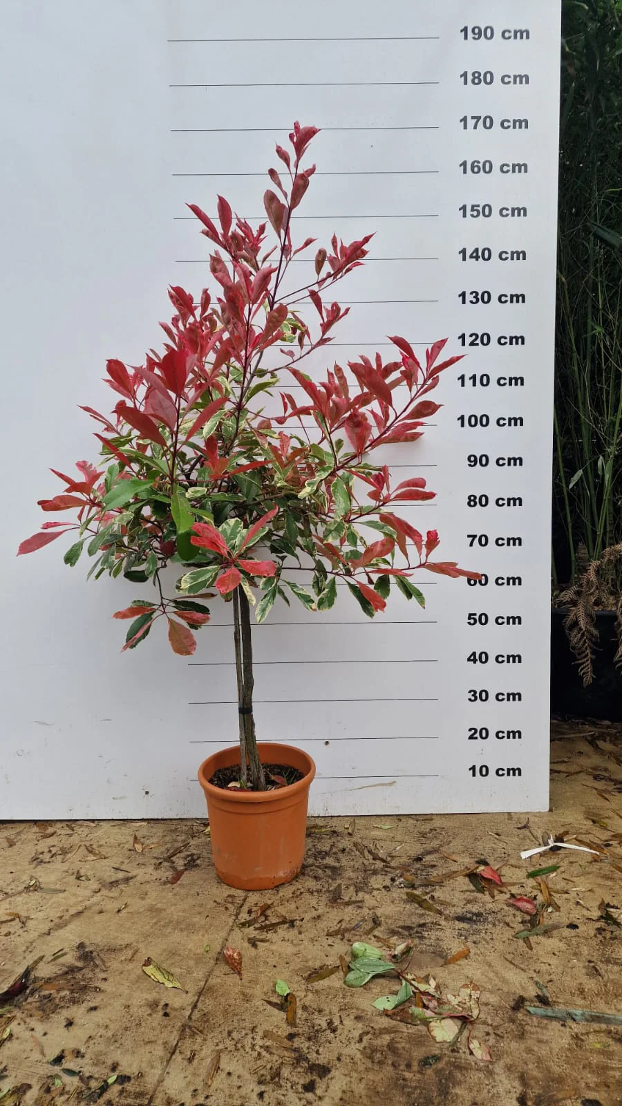 Photinia Pink Marble en touffe (Photinia Fraseri Pink Marble) - Image 10