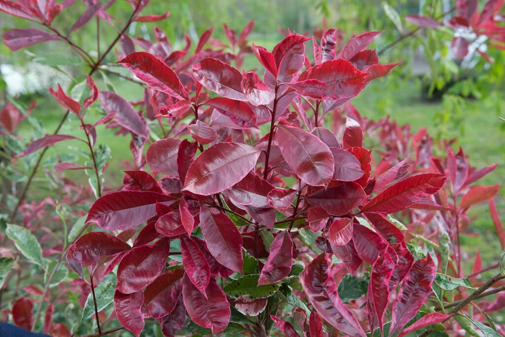 Photinia Pink Marble en touffe (Photinia Fraseri Pink Marble) - Image 11