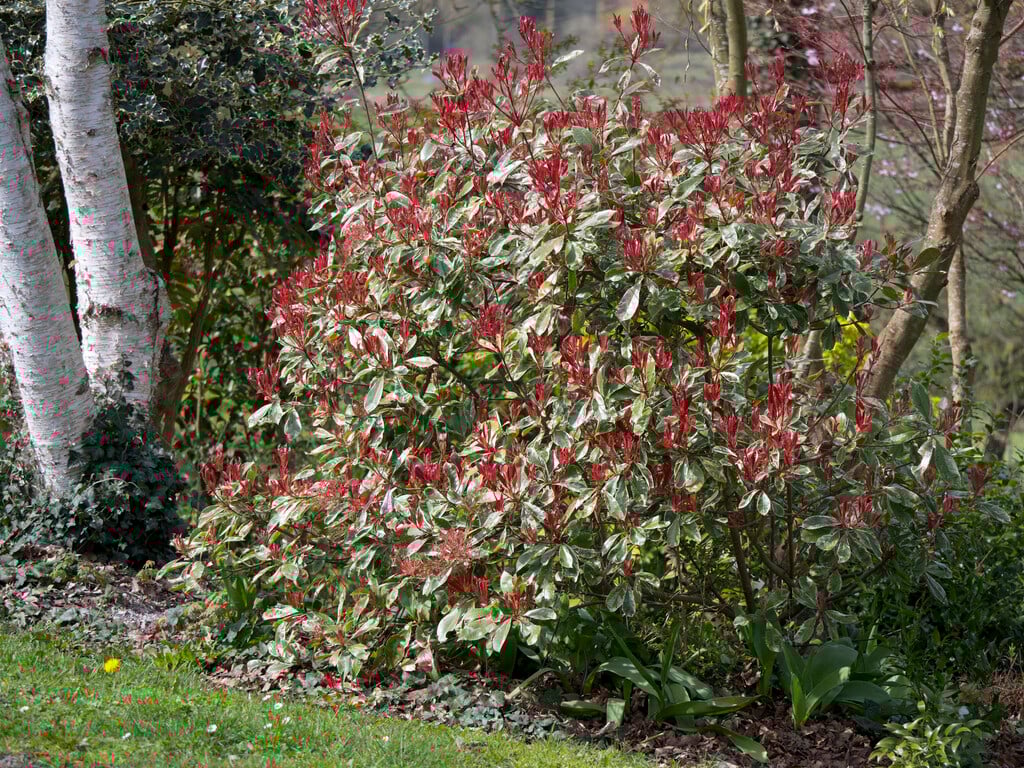 Photinia Pink Marble en touffe (Photinia Fraseri Pink Marble) - Image 12