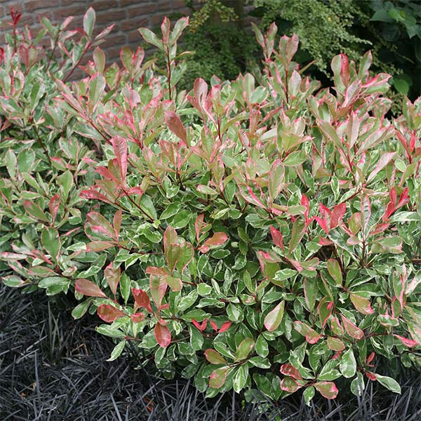Photinia Pink Marble en touffe (Photinia Fraseri Pink Marble) - Image 13