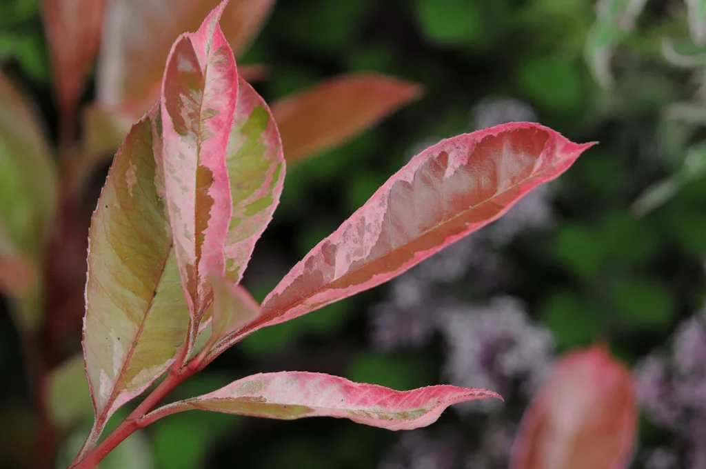 Photinia Pink Marble en touffe (Photinia Fraseri Pink Marble) - Image 14