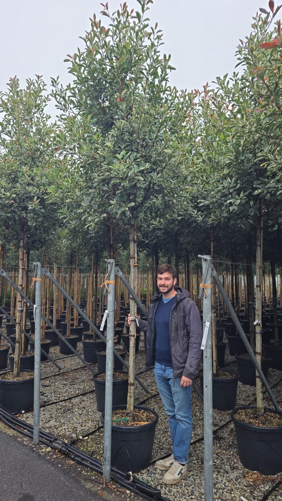 Photinia Pink Marble en touffe (Photinia Fraseri Pink Marble) - Image 15