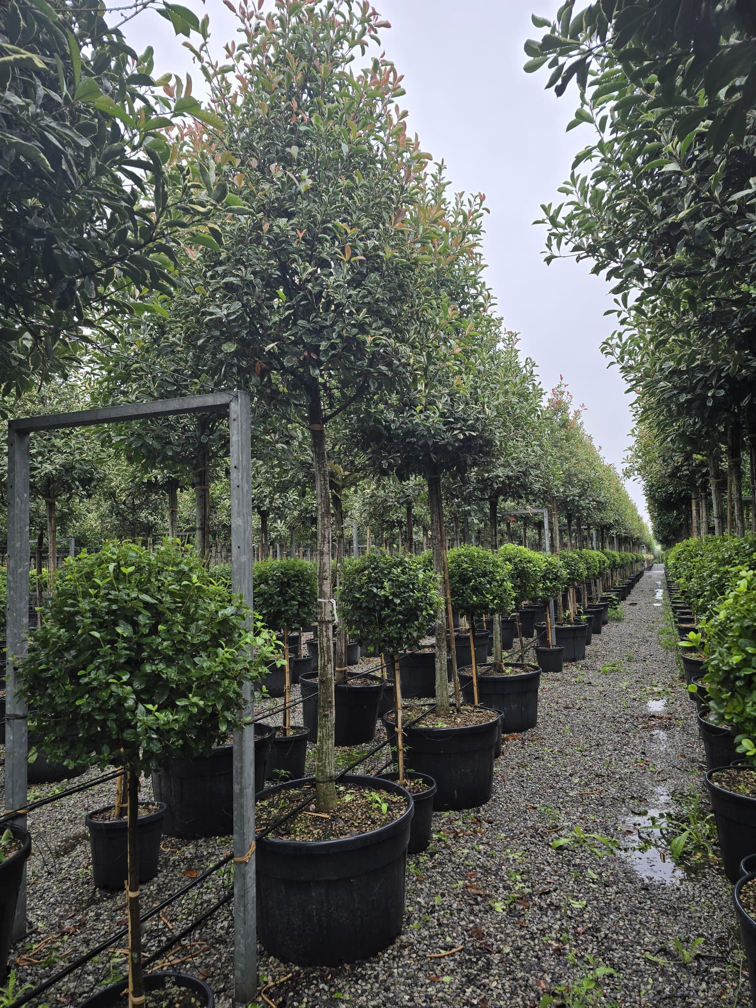 Photinia Pink Marble en touffe (Photinia Fraseri Pink Marble) - Image 16