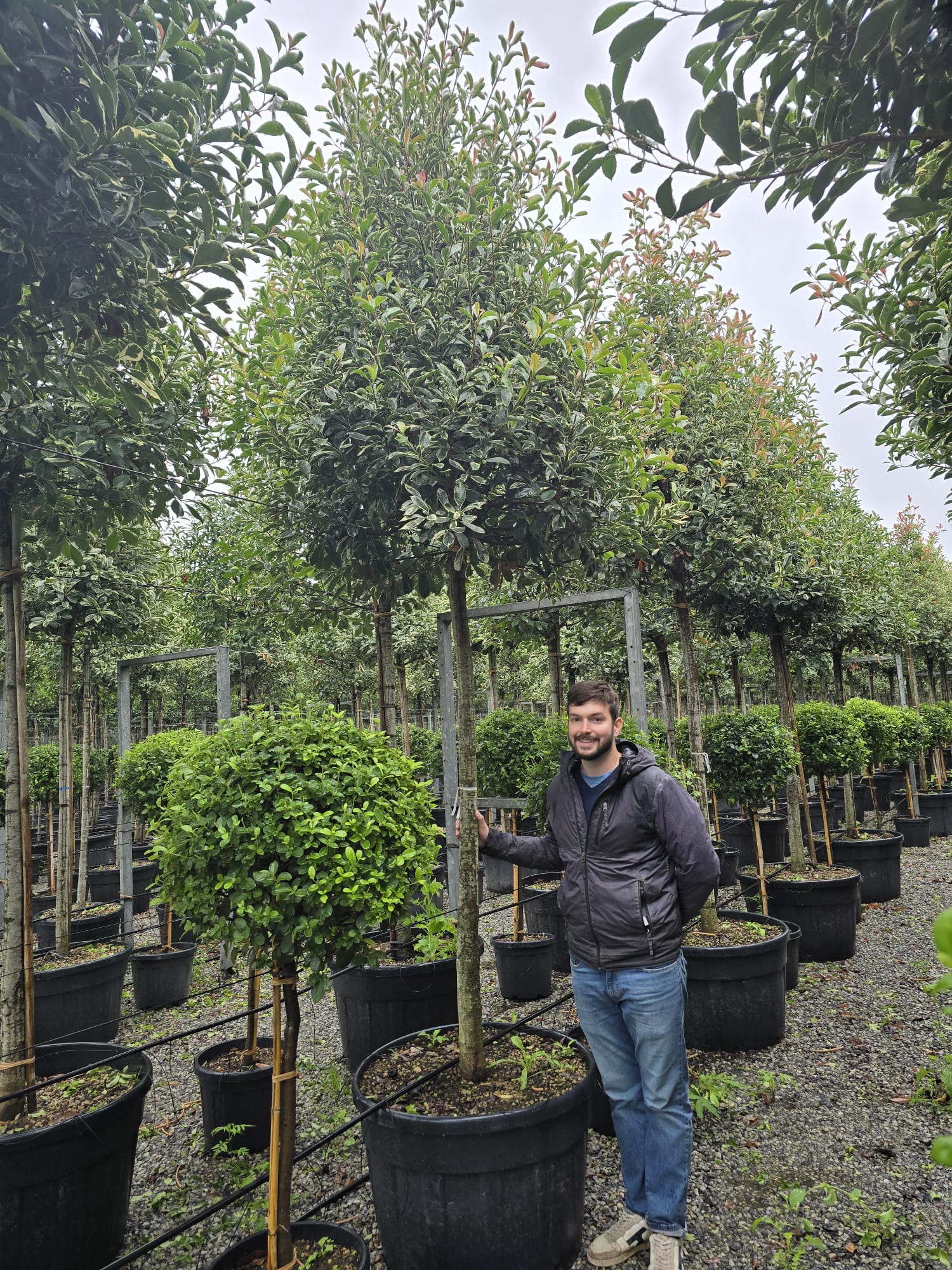 Photinia Pink Marble en touffe (Photinia Fraseri Pink Marble) - Image 17