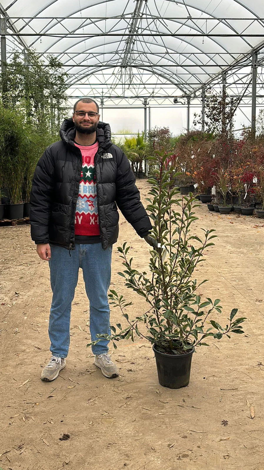 Photinia Pink Marble en touffe (Photinia Fraseri Pink Marble) - Image 18