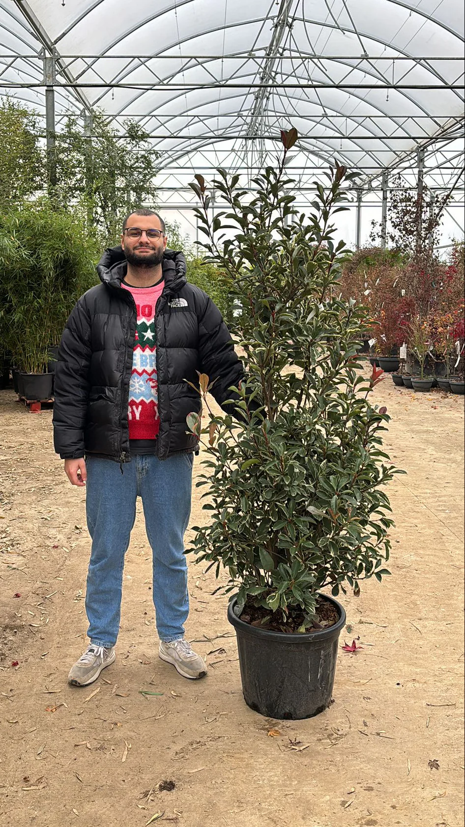 Photinia Pink Marble en touffe (Photinia Fraseri Pink Marble) - Image 19