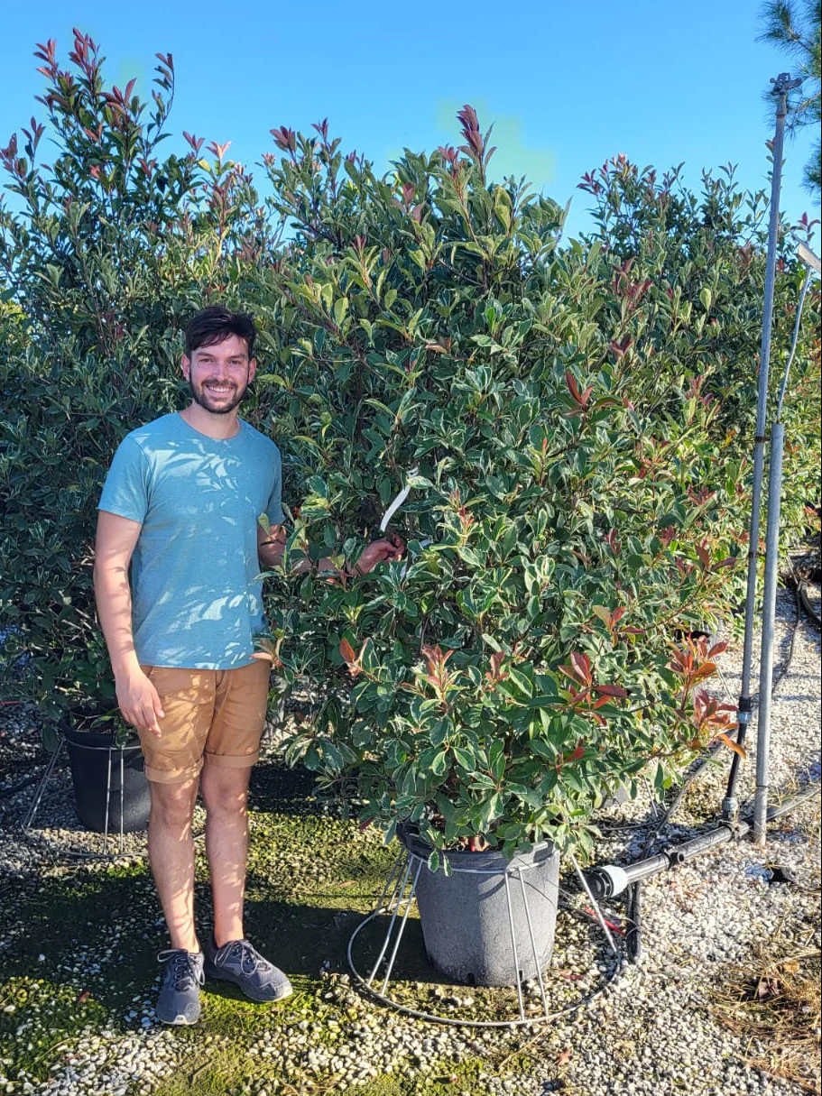 Photinia Pink Marble en touffe (Photinia Fraseri Pink Marble) - Image 20