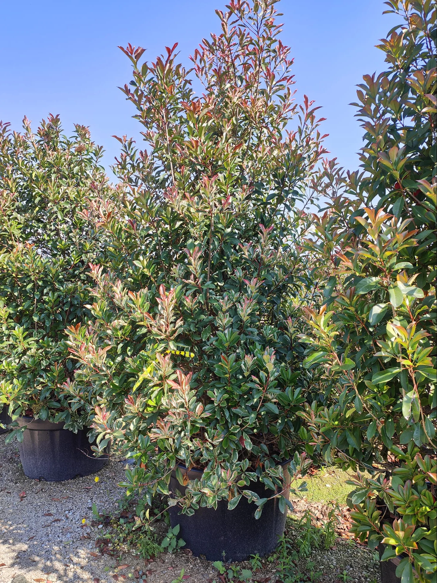 Photinia Pink Marble en touffe (Photinia Fraseri Pink Marble) - Image 5