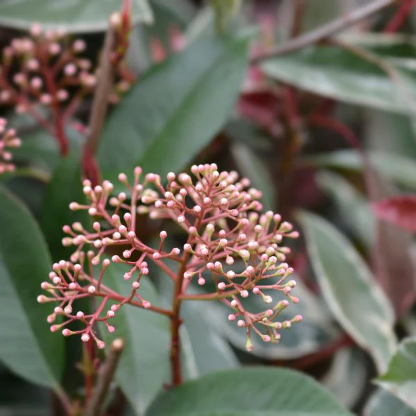 Photinia Pink Marble en touffe (Photinia Fraseri Pink Marble) - Image 6