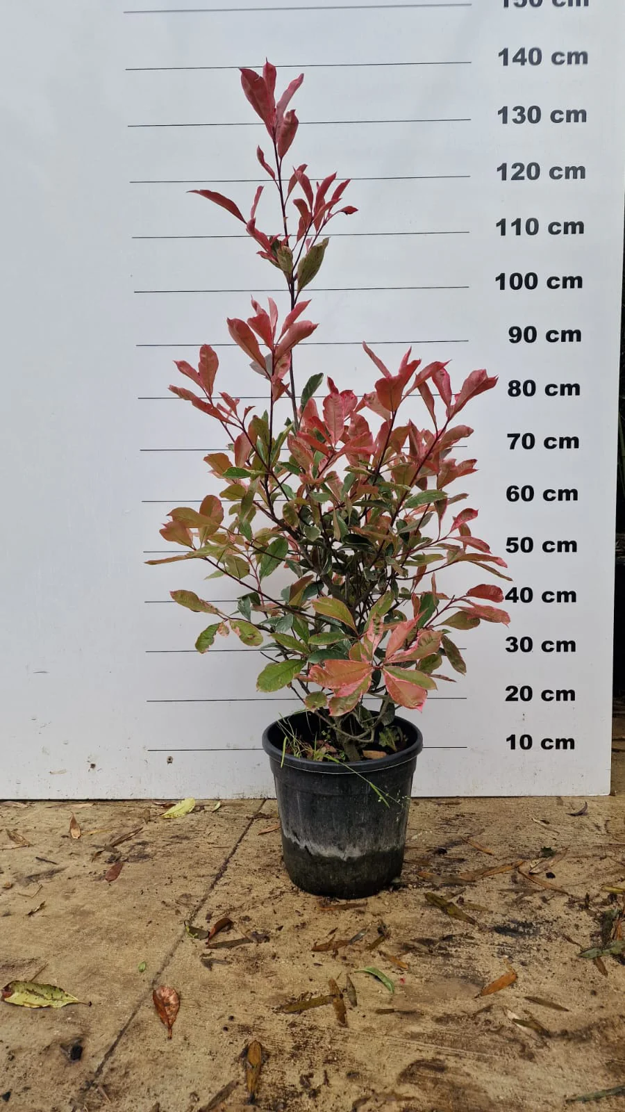 Photinia Pink Marble en touffe (Photinia Fraseri Pink Marble) - Image 7