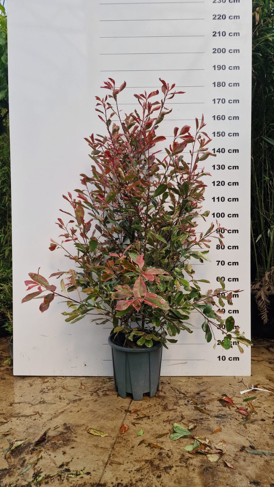 Photinia Pink Marble en touffe (Photinia Fraseri Pink Marble) - Image 8