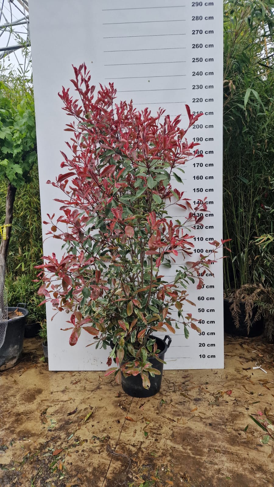 Photinia Pink Marble en touffe (Photinia Fraseri Pink Marble) - Image 9