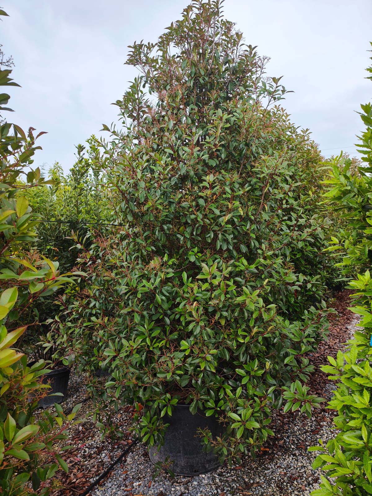 Photinia Red Robin (En touffe) - Image 10