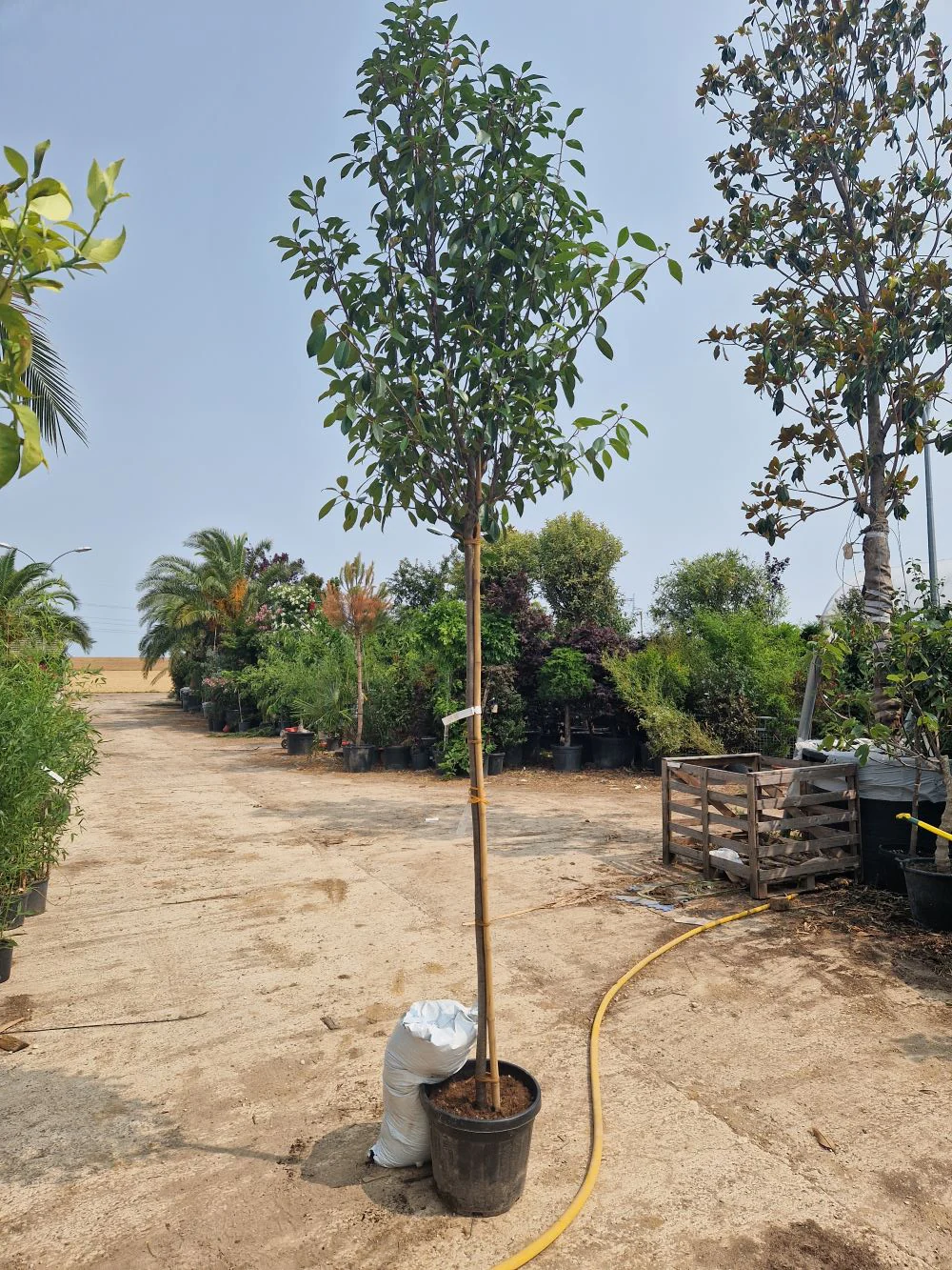 Photinia Red Robin (En touffe) - Image 13