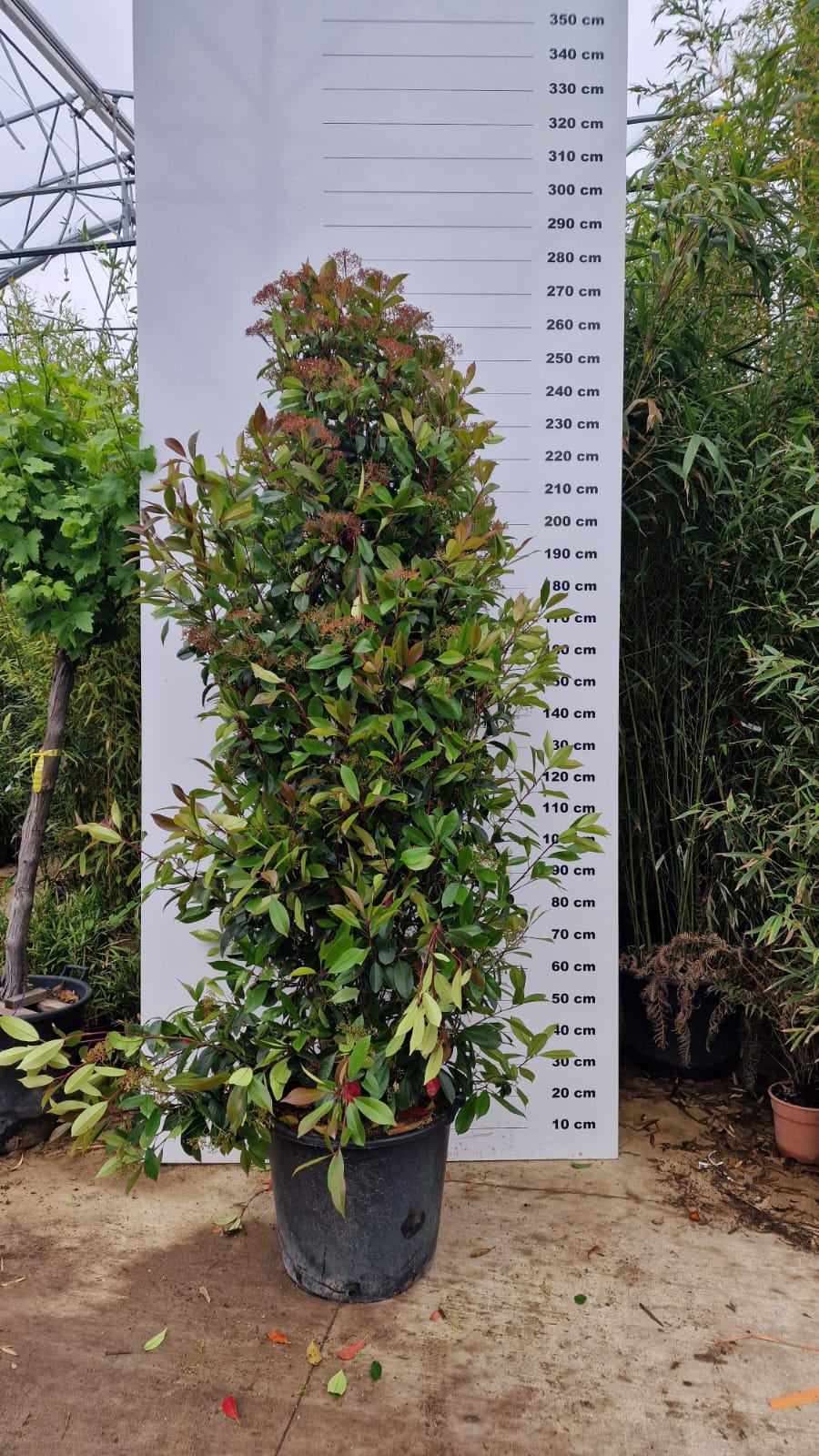 Photinia Red Robin (En touffe) - Image 14