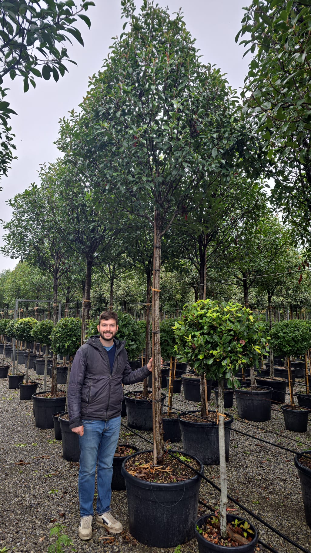 Photinia Red Robin (En touffe) - Image 15