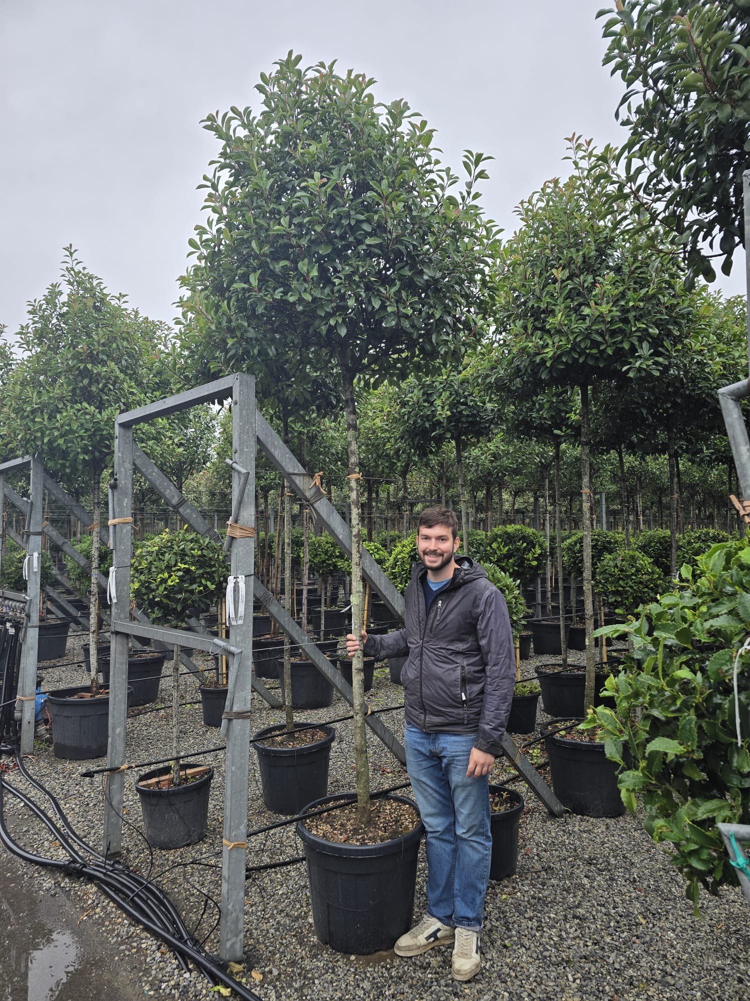 Photinia Red Robin (En touffe) - Image 16