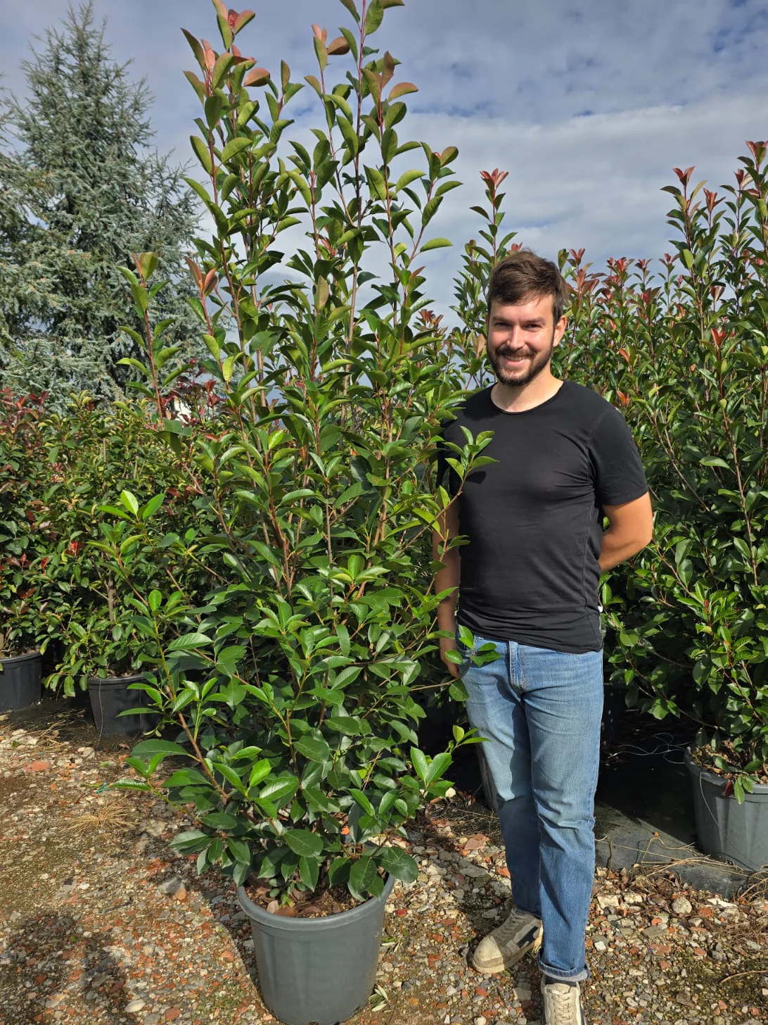 Photinia Red Robin (En touffe) - Image 17