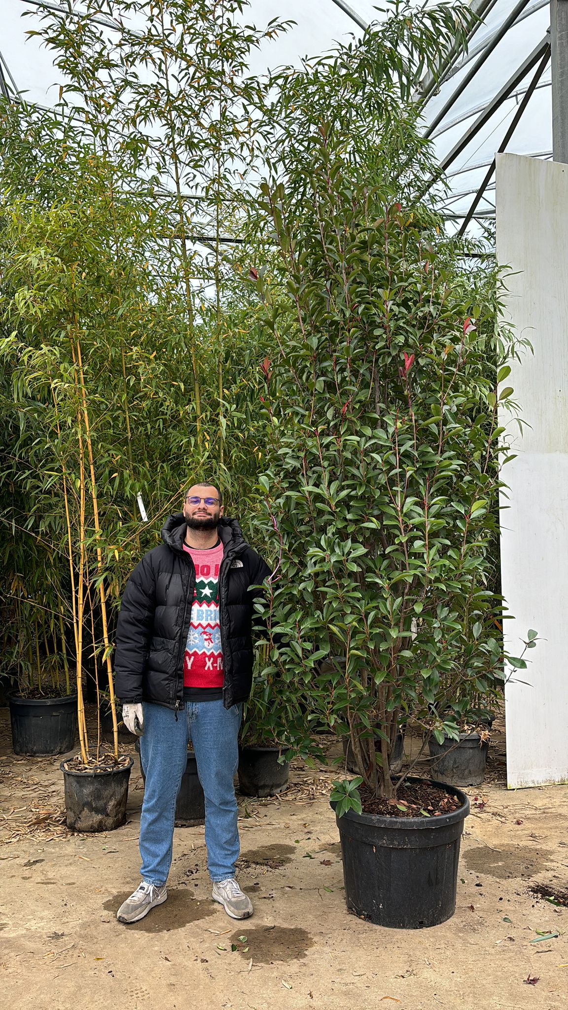 Photinia Red Robin (En touffe) - Image 19