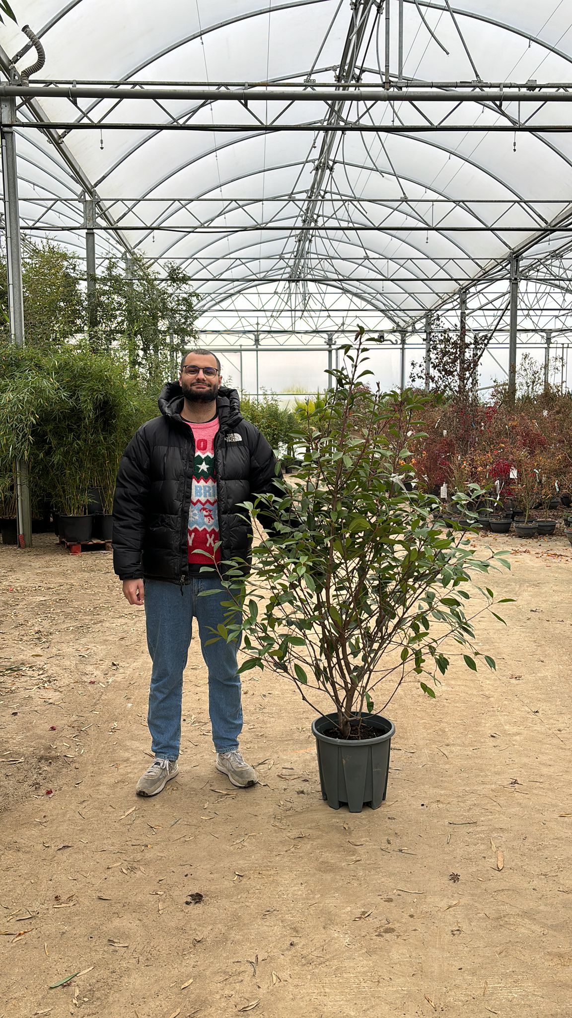 Photinia Red Robin (En touffe) - Image 20