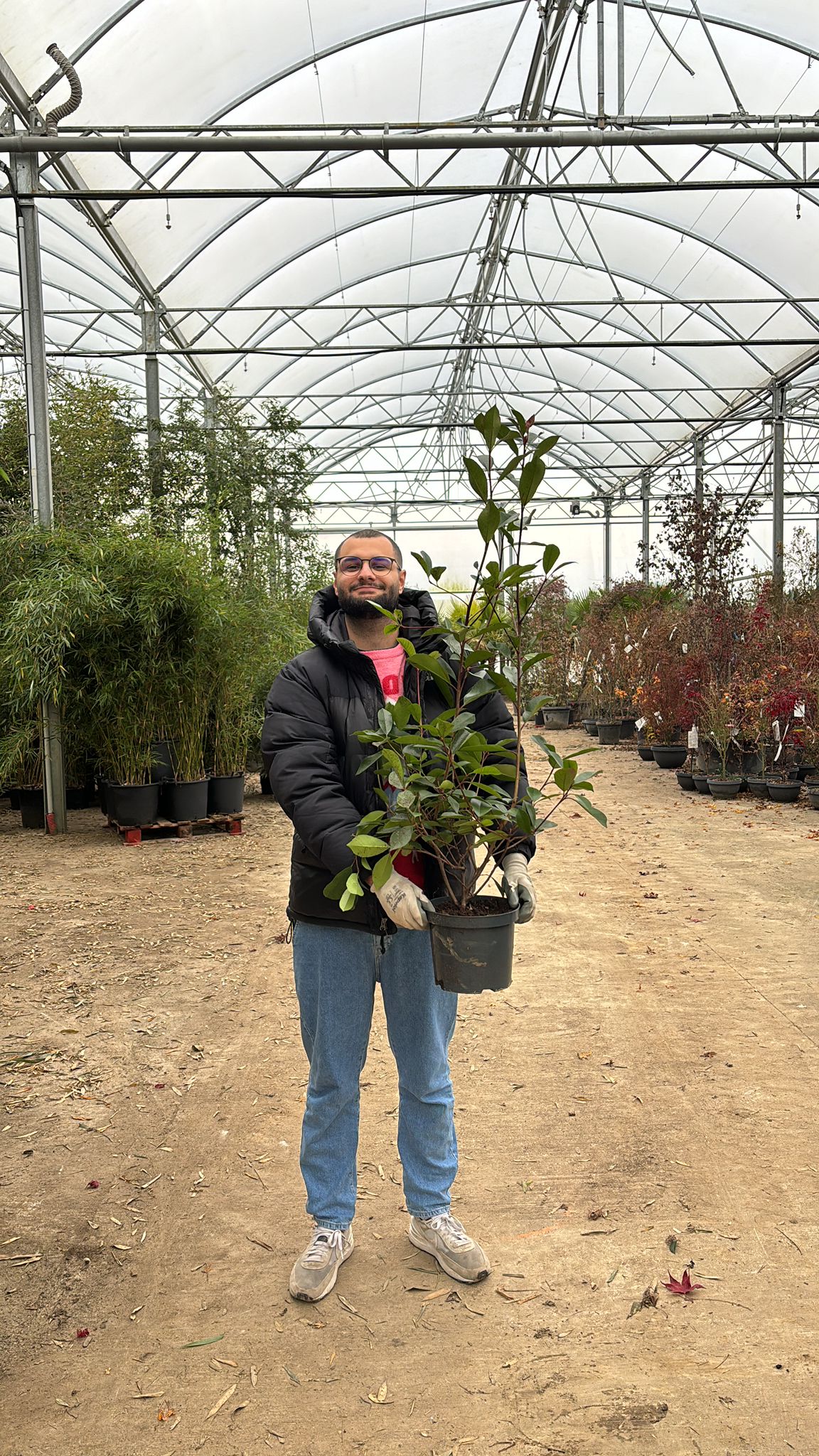 Photinia Red Robin (En touffe) - Image 21