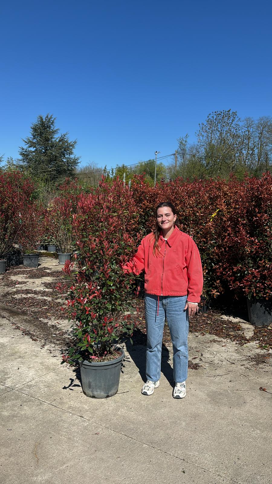 Photinia Red Robin (En touffe) - Image 22