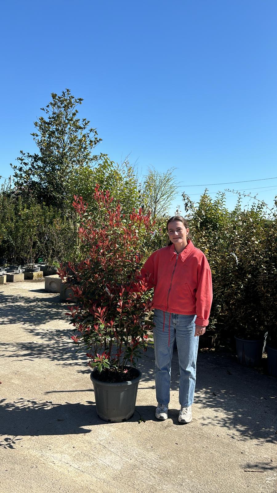 Photinia Red Robin (En touffe) - Image 23