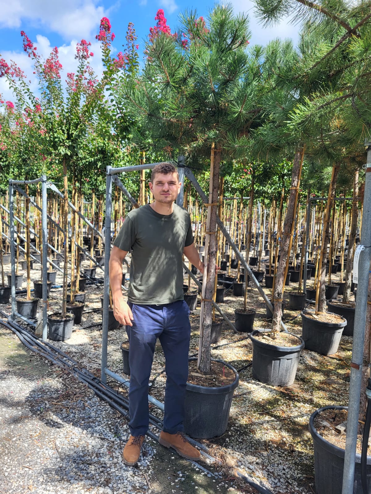 Photinia Red Robin (En touffe) - Image 24