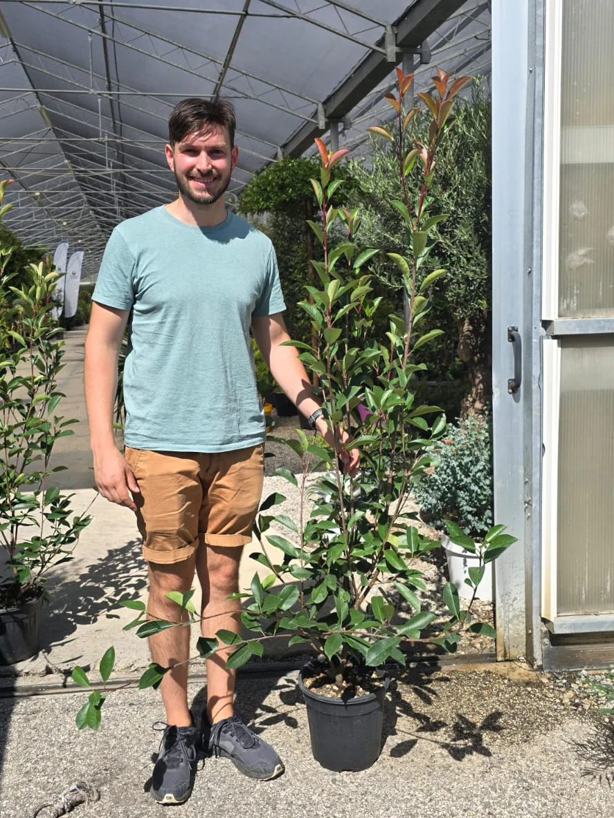 Photinia Red Robin (En touffe) - Image 25