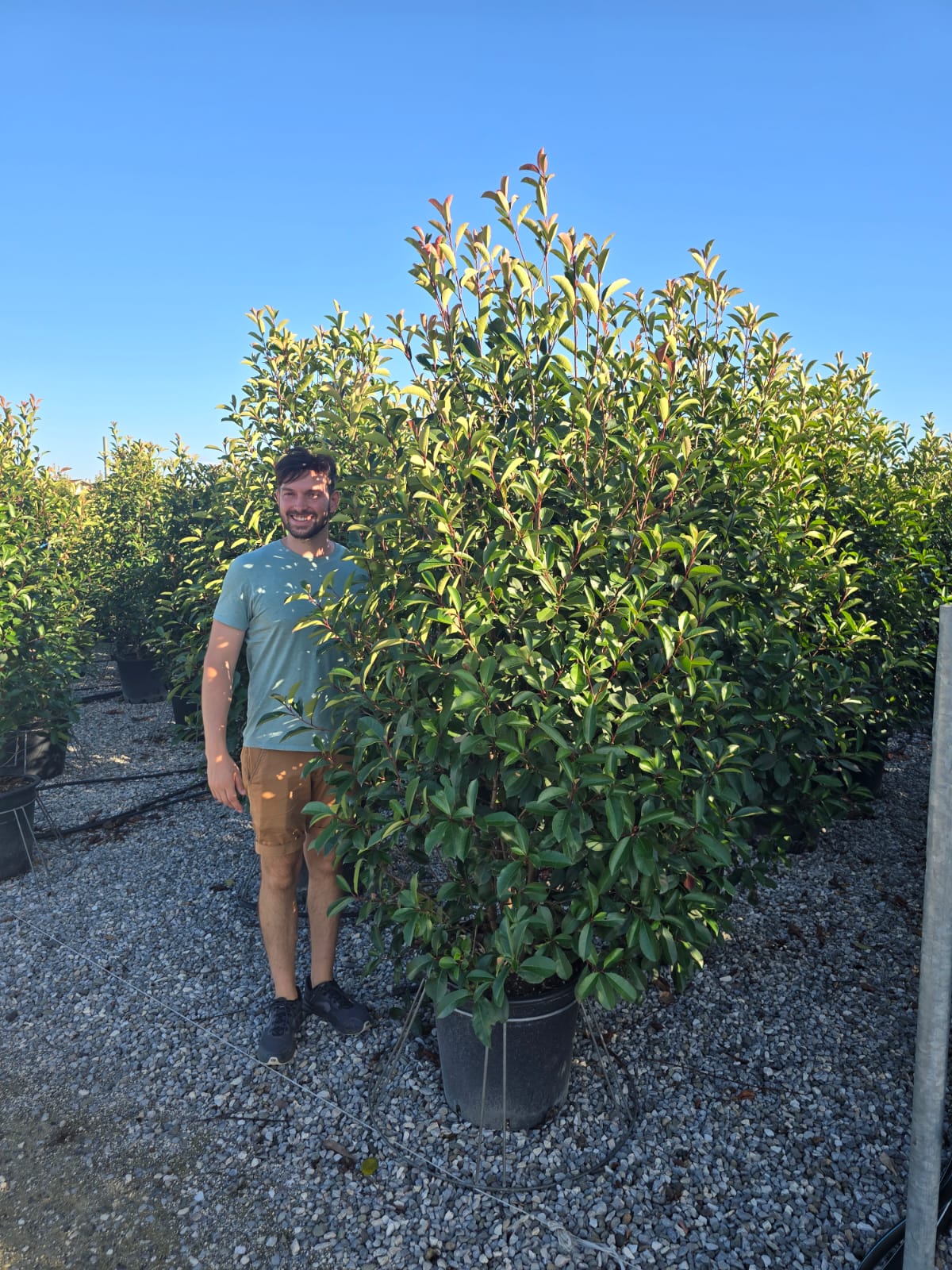 Photinia Red Robin (En touffe) - Image 26