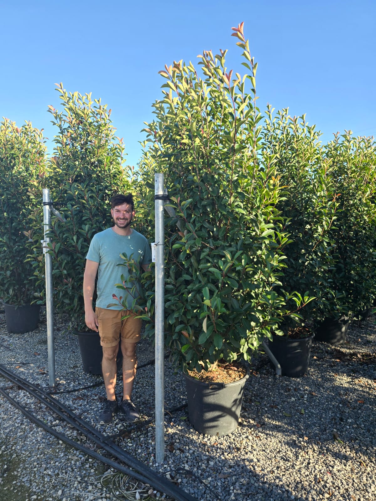 Photinia Red Robin (En touffe) - Image 27