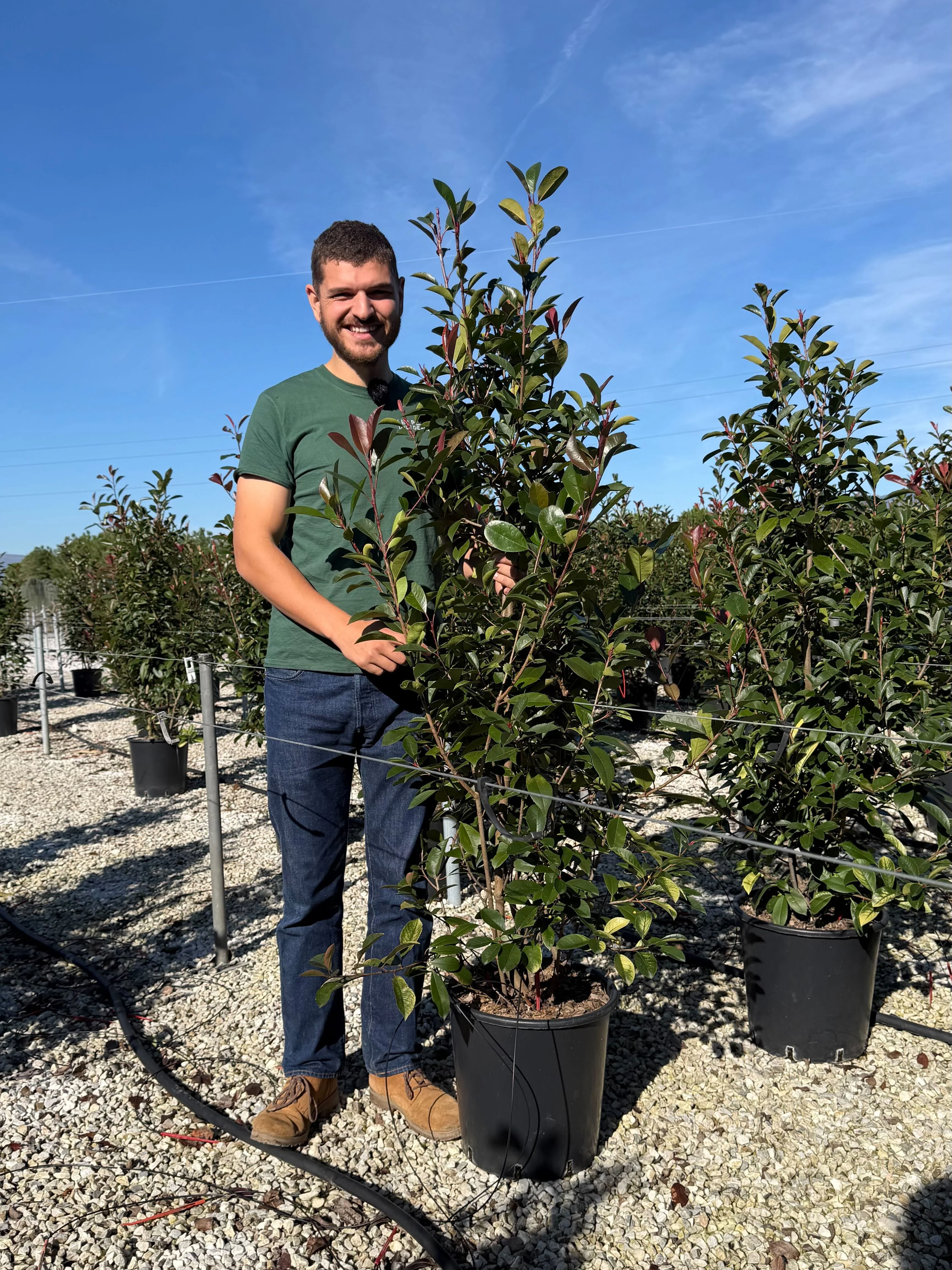 Photinia Red Robin (En touffe) - Image 28