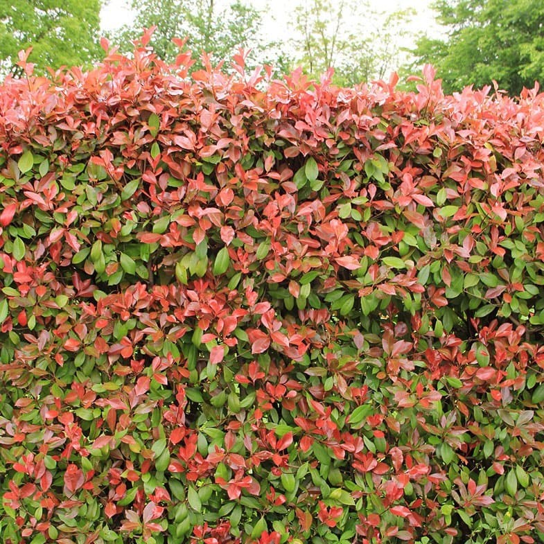 Photinia Red Robin (En touffe) - Image 3