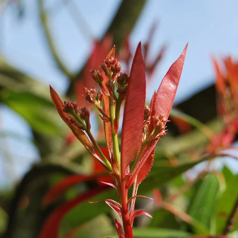 Photinia Red Robin (En touffe) - Image 4
