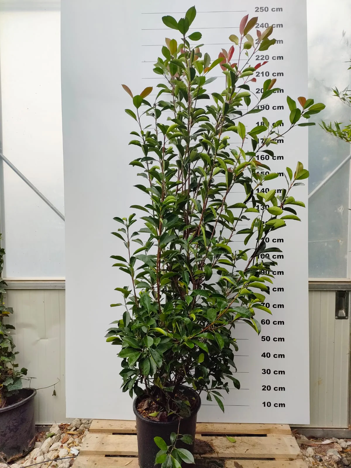 Photinia Red Robin (En touffe) - Image 5