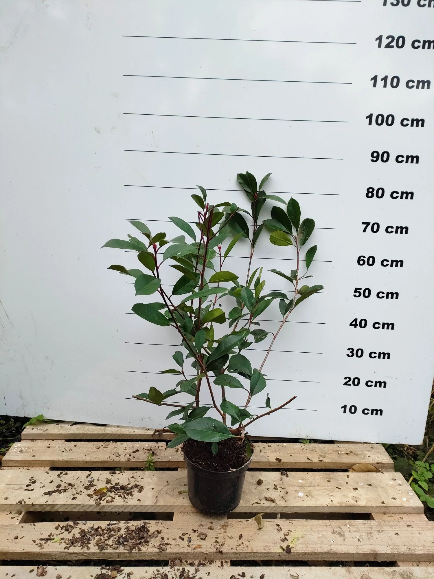 Photinia Red Robin (En touffe) - Image 6
