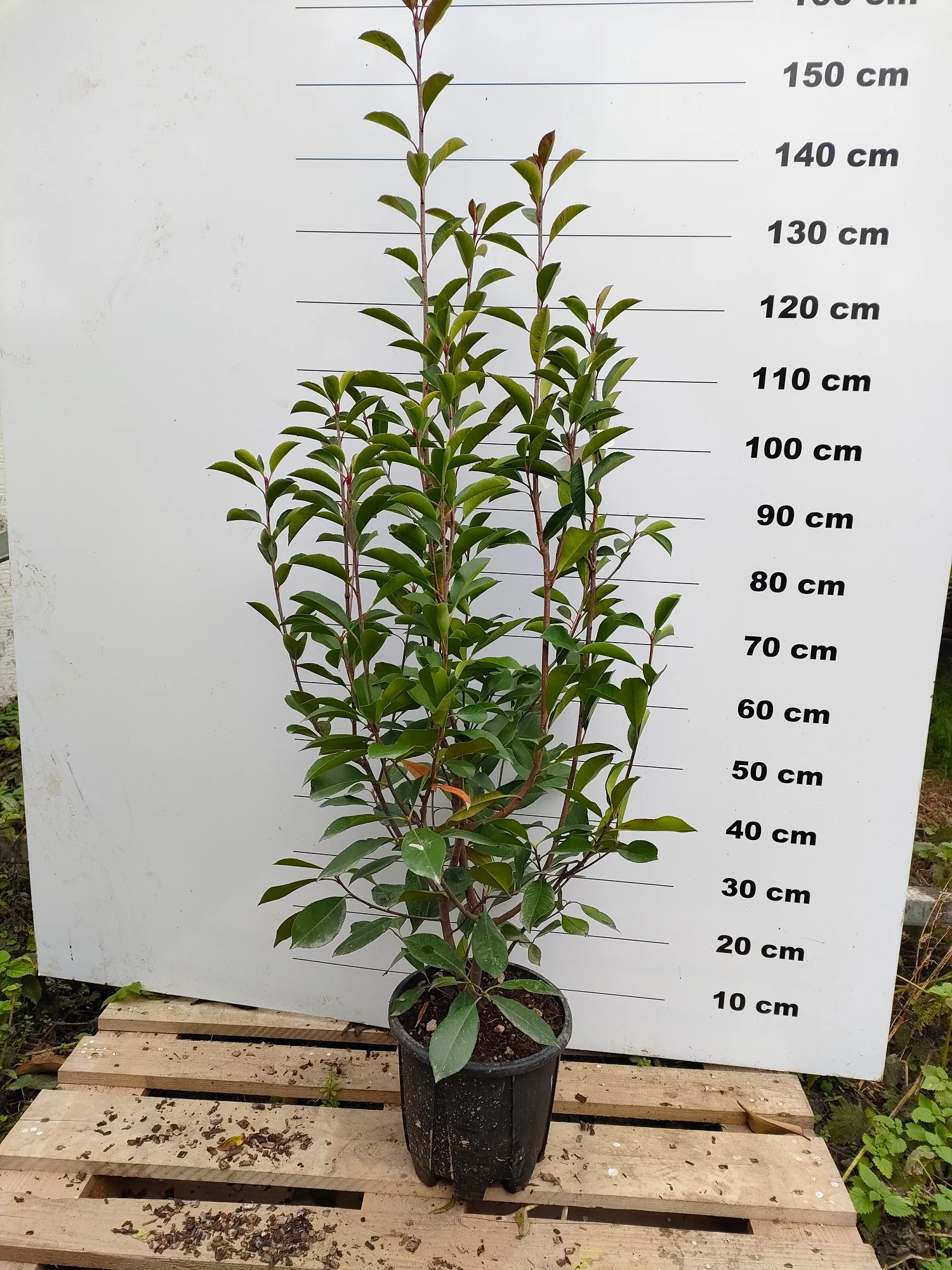 Photinia Red Robin (En touffe) - Image 7