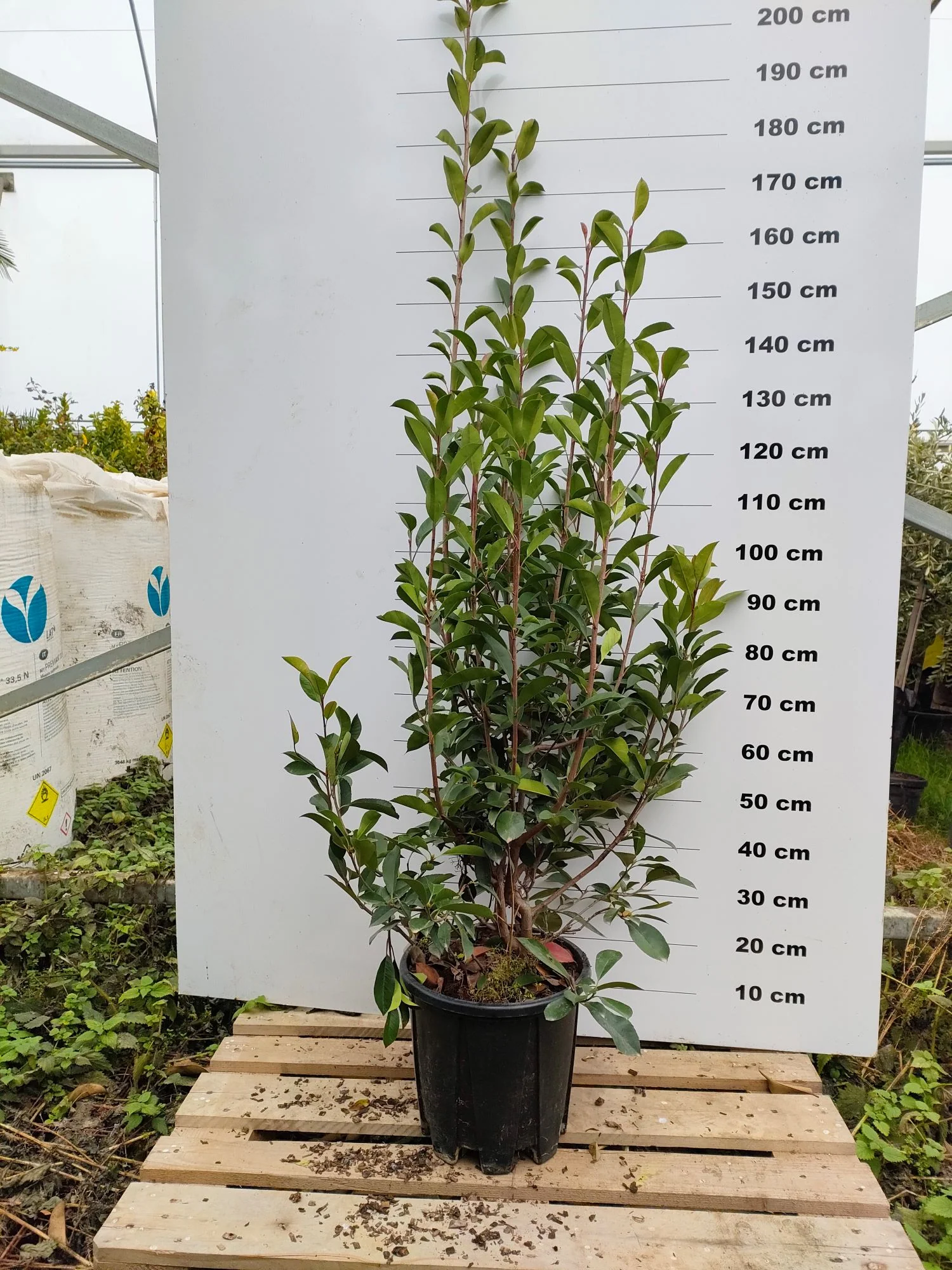 Photinia Red Robin (En touffe) - Image 8