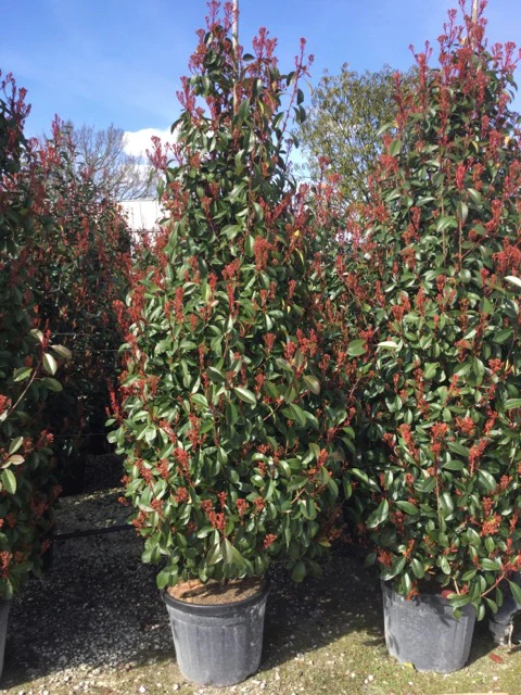 Photinia Red Robin (En touffe) - Image 9