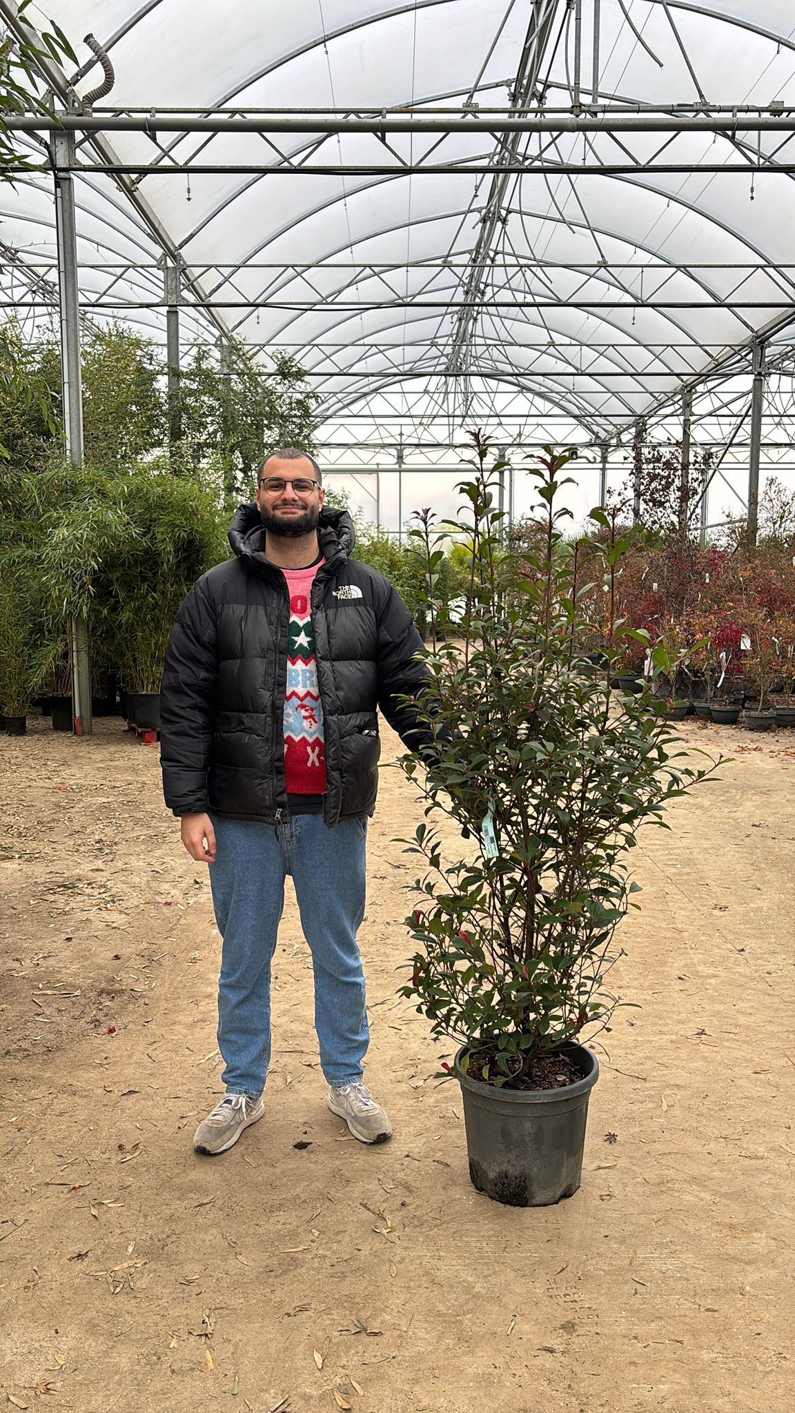 Photinia Fraseri Carré Rouge - Image 10