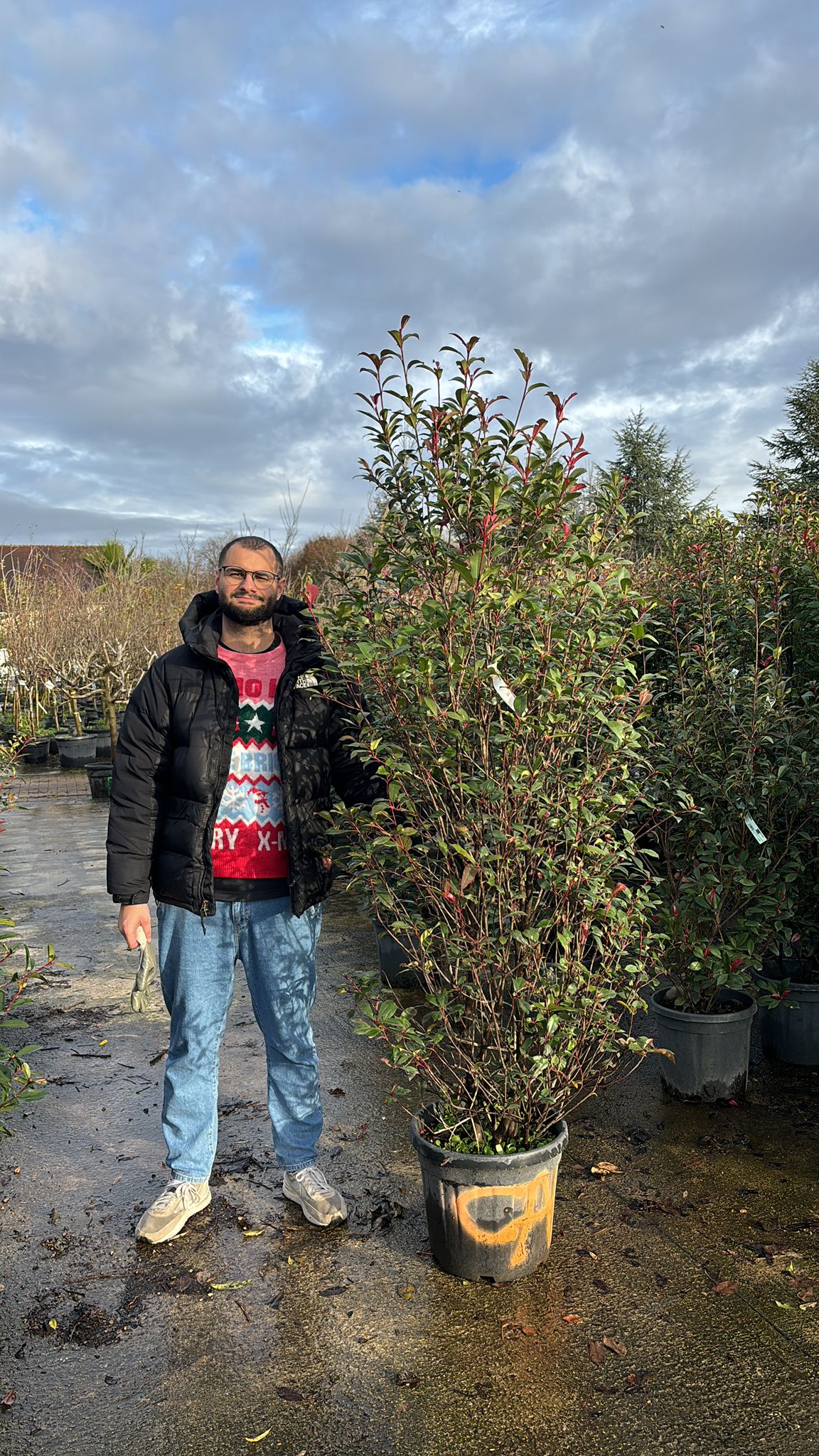 Photinia Fraseri Carré Rouge - Image 11