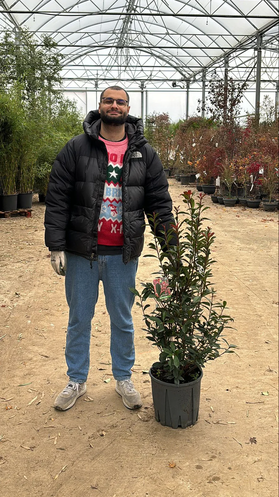 Photinia Fraseri Carré Rouge - Image 12