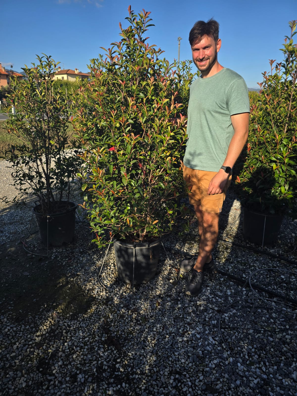Photinia Fraseri Carré Rouge - Image 13
