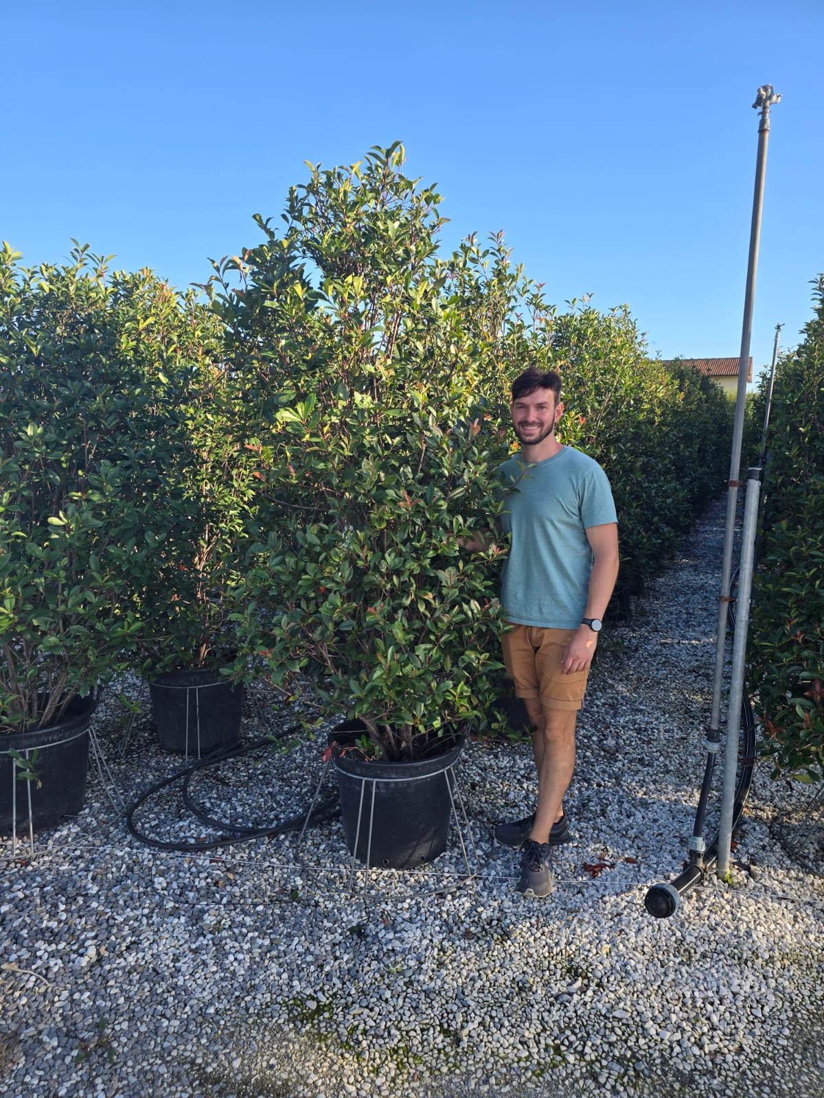 Photinia Fraseri Carré Rouge - Image 14