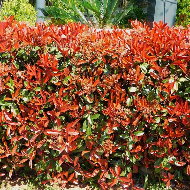 Photinia Fraseri Carré Rouge - Image 3