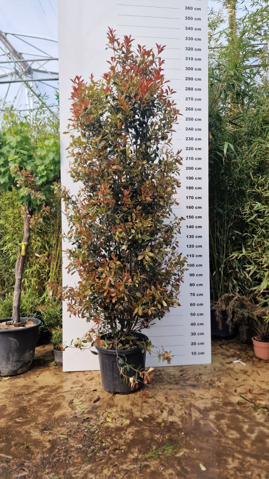 Photinia Fraseri Carré Rouge - Image 6