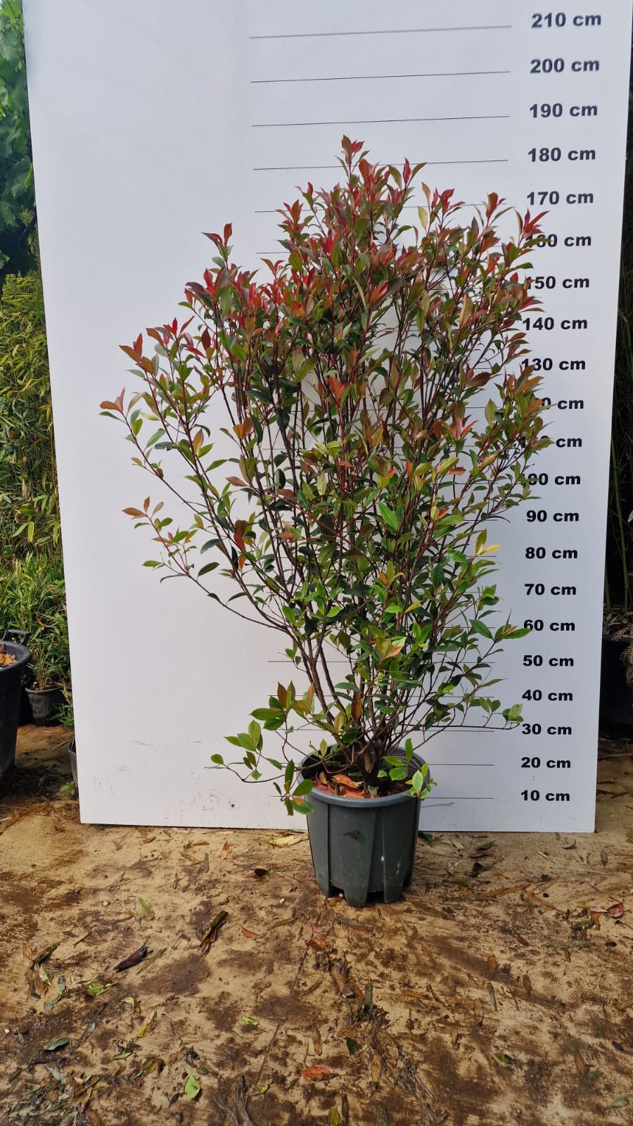 Photinia Fraseri Carré Rouge - Image 7