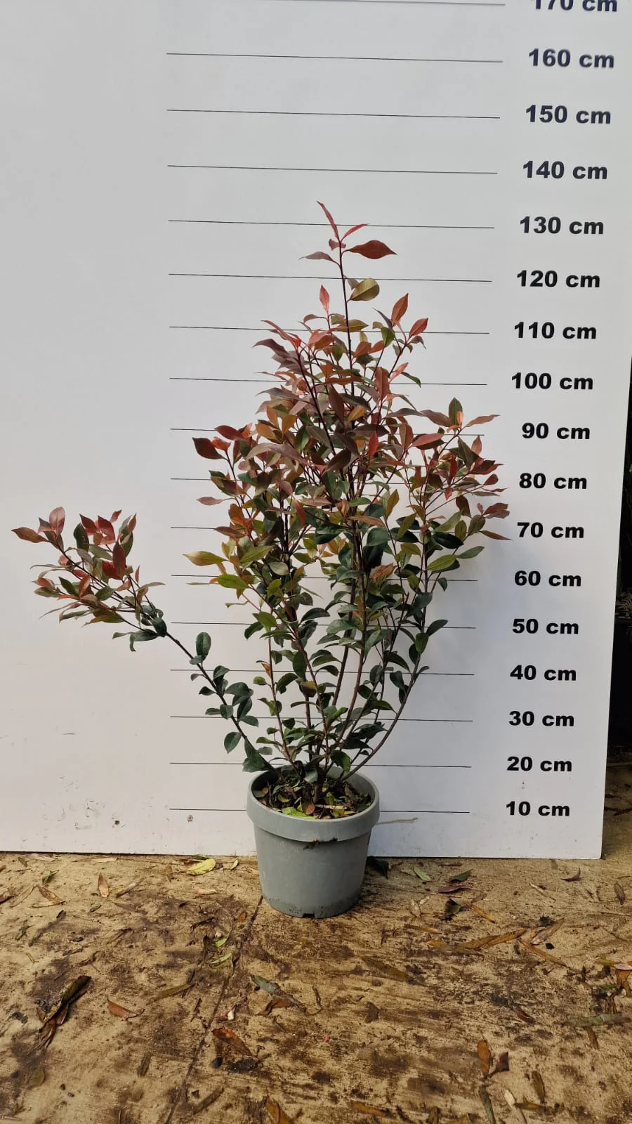 Photinia Fraseri Carré Rouge - Image 8