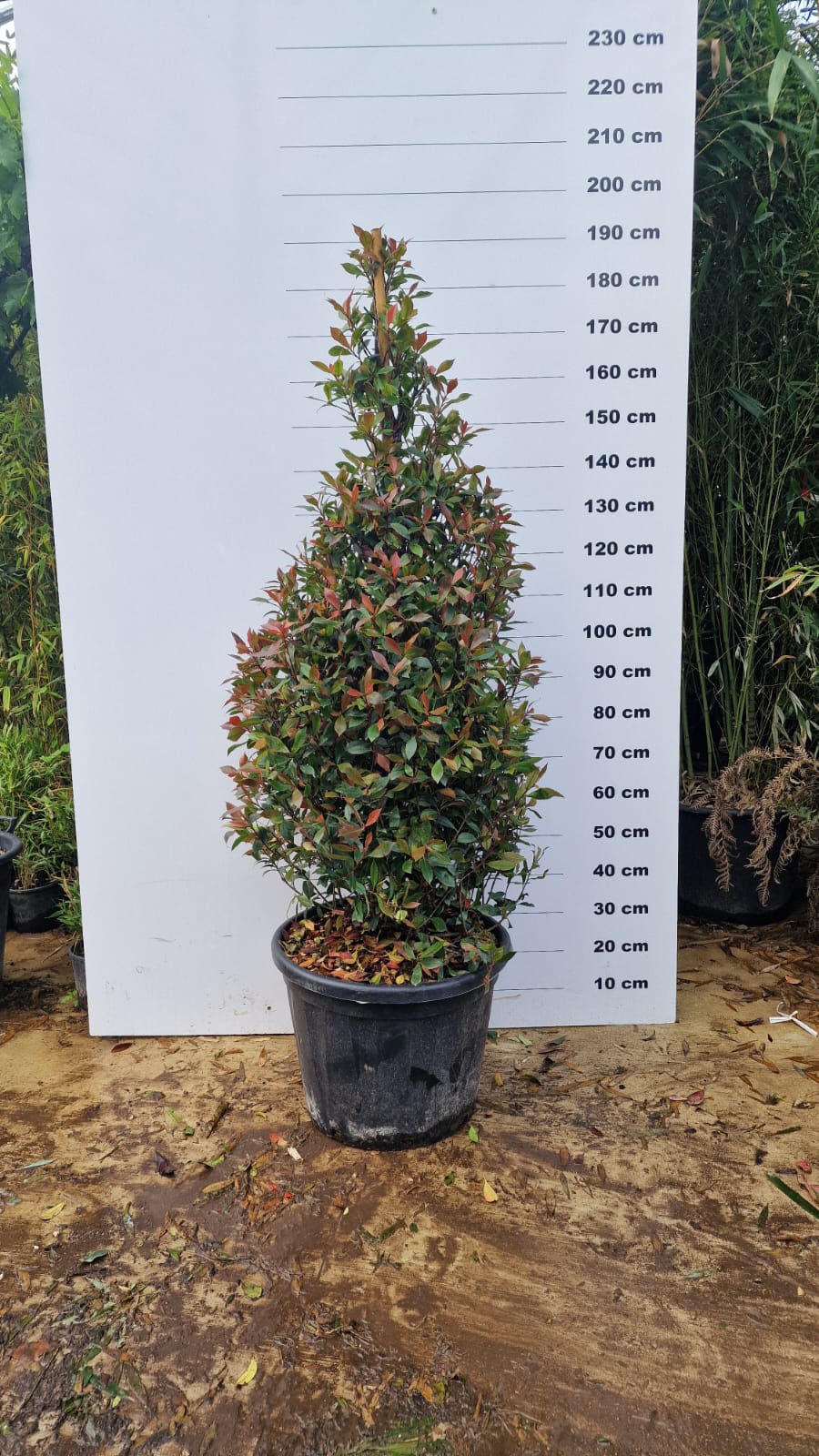 Photinia Fraseri Carré Rouge - Image 9